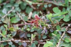 Alysicarpus monilifer